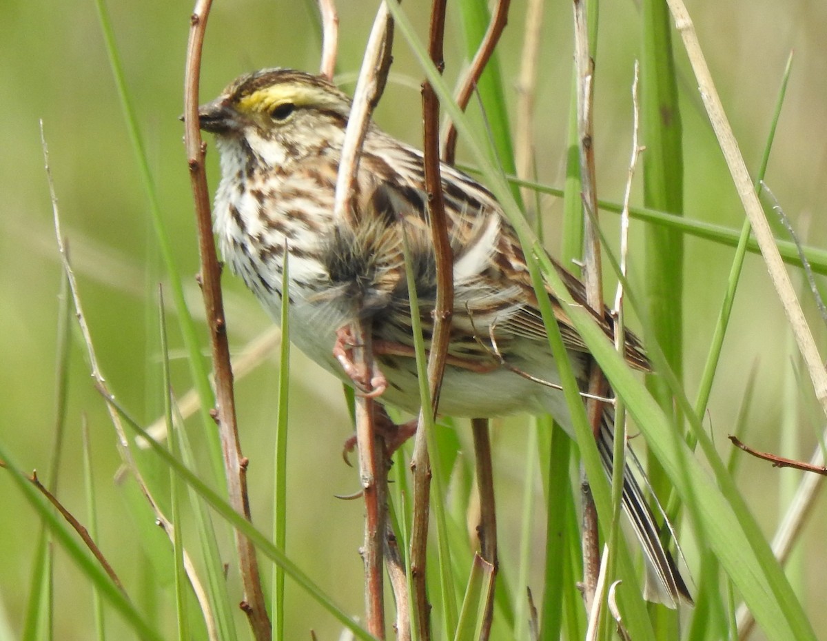 Savannah Sparrow - Jacques Bélanger