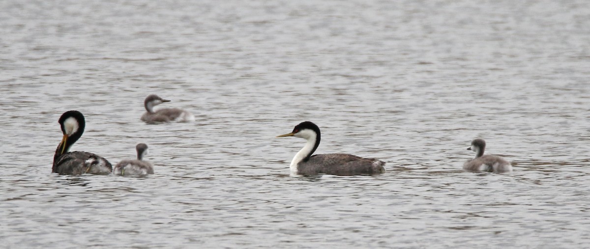 Western Grebe - ML584673771