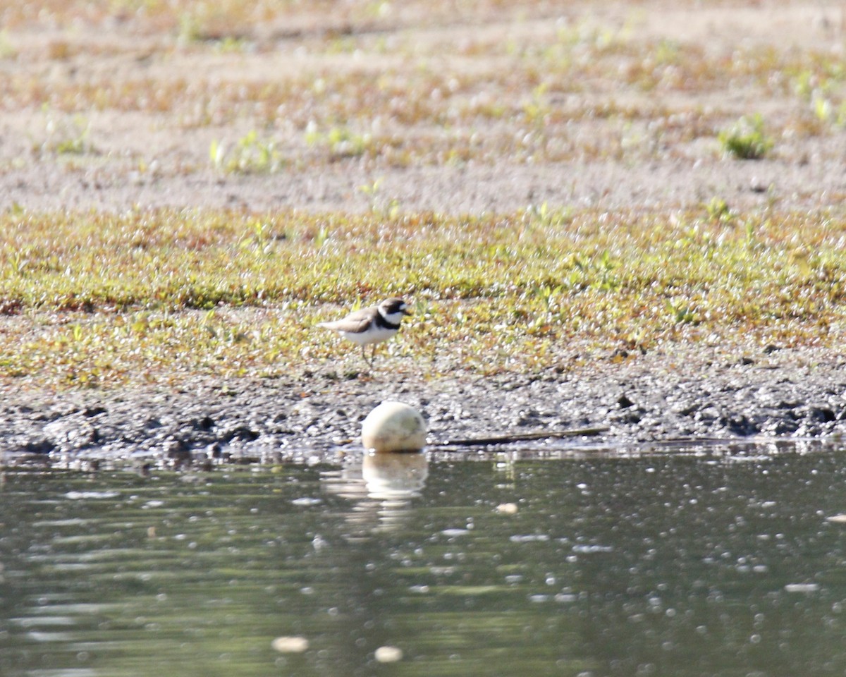 Semipalmated Plover - ML584675501