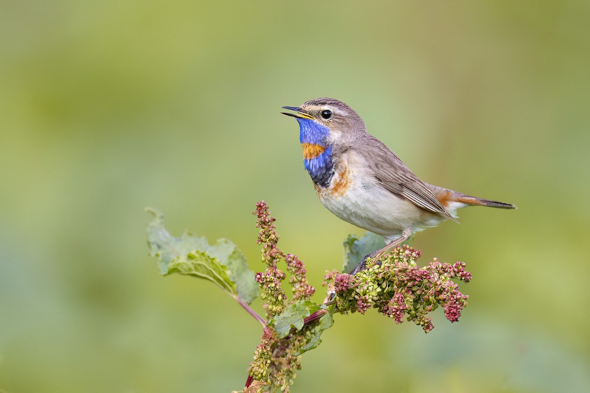 Blaukehlchen - ML584675571