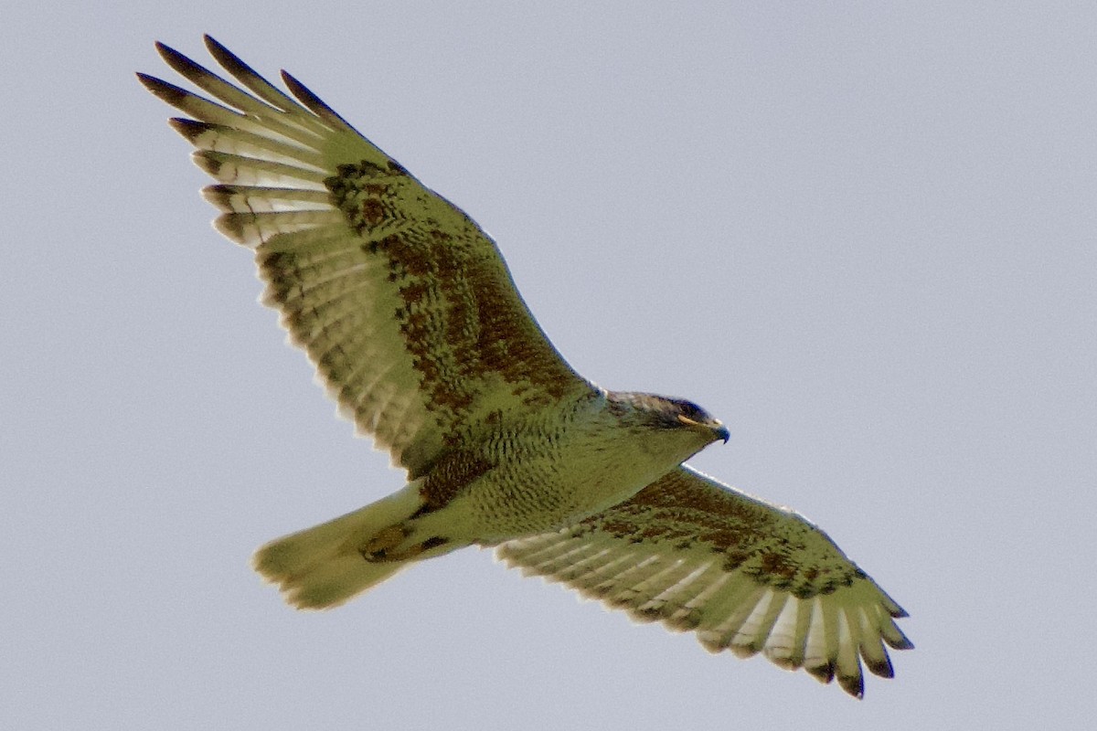 Ferruginous Hawk - gene collins