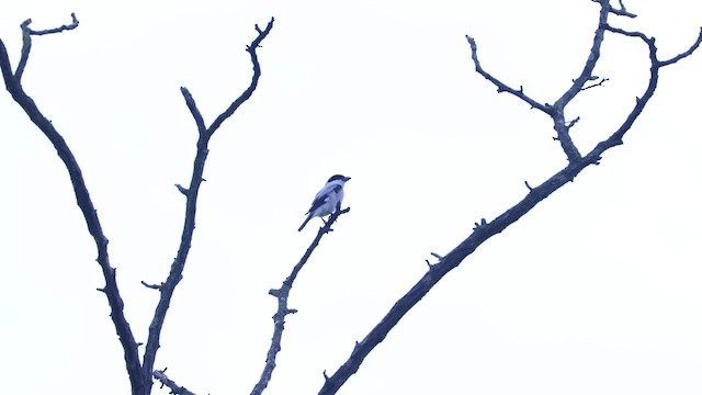 Сорокопуд чорнолобий - ML584675681