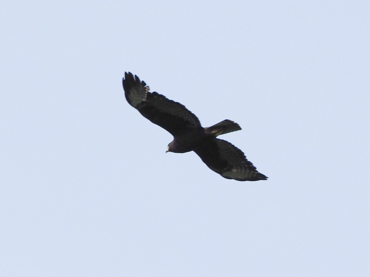 Short-tailed Hawk - ML584676581