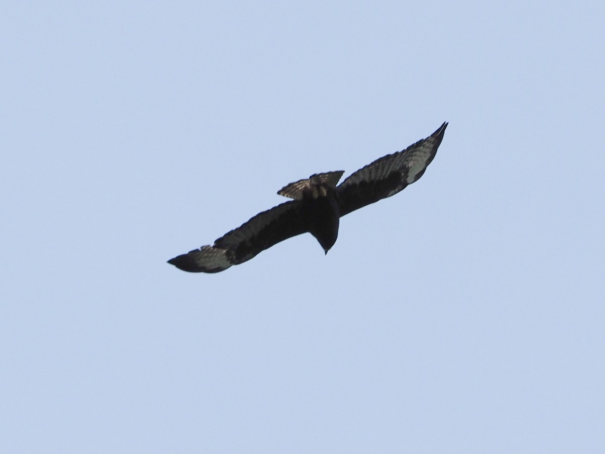 Short-tailed Hawk - ML584676591
