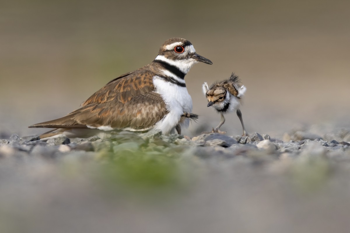 Killdeer - Matt Felperin