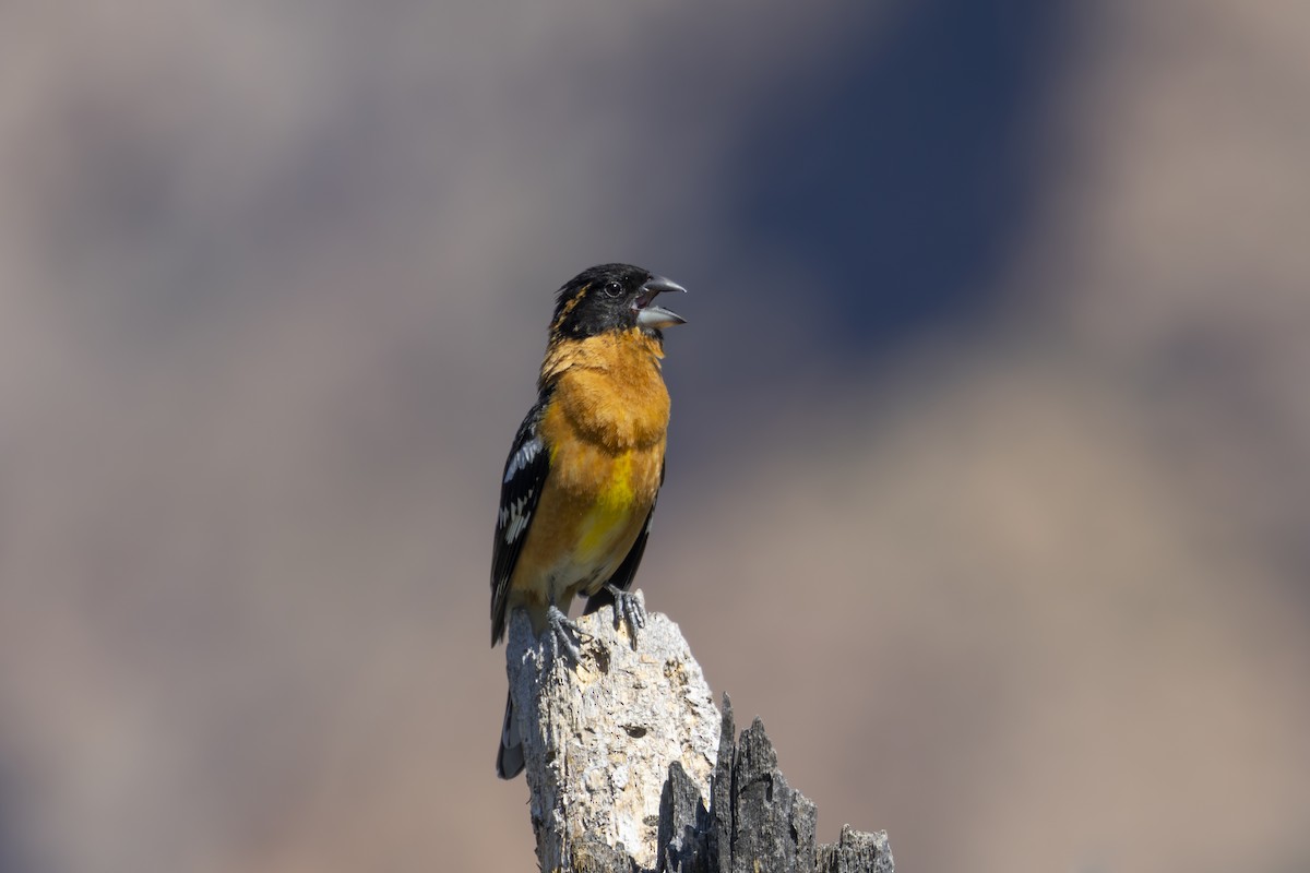 Black-headed Grosbeak - ML584677701