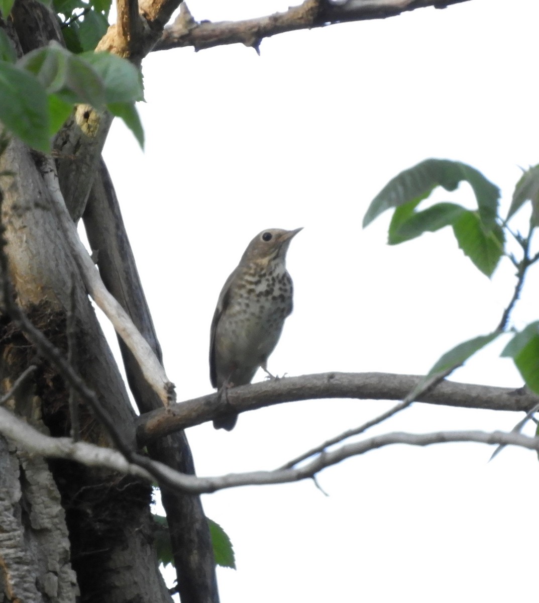 Gray-cheeked Thrush - ML58467791