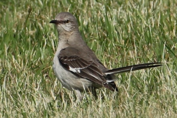 Northern Mockingbird - ML584678441