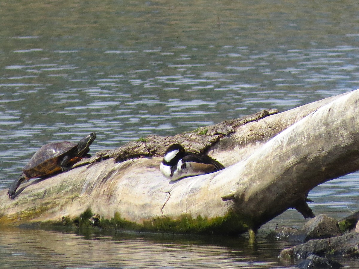 Hooded Merganser - ML58467881