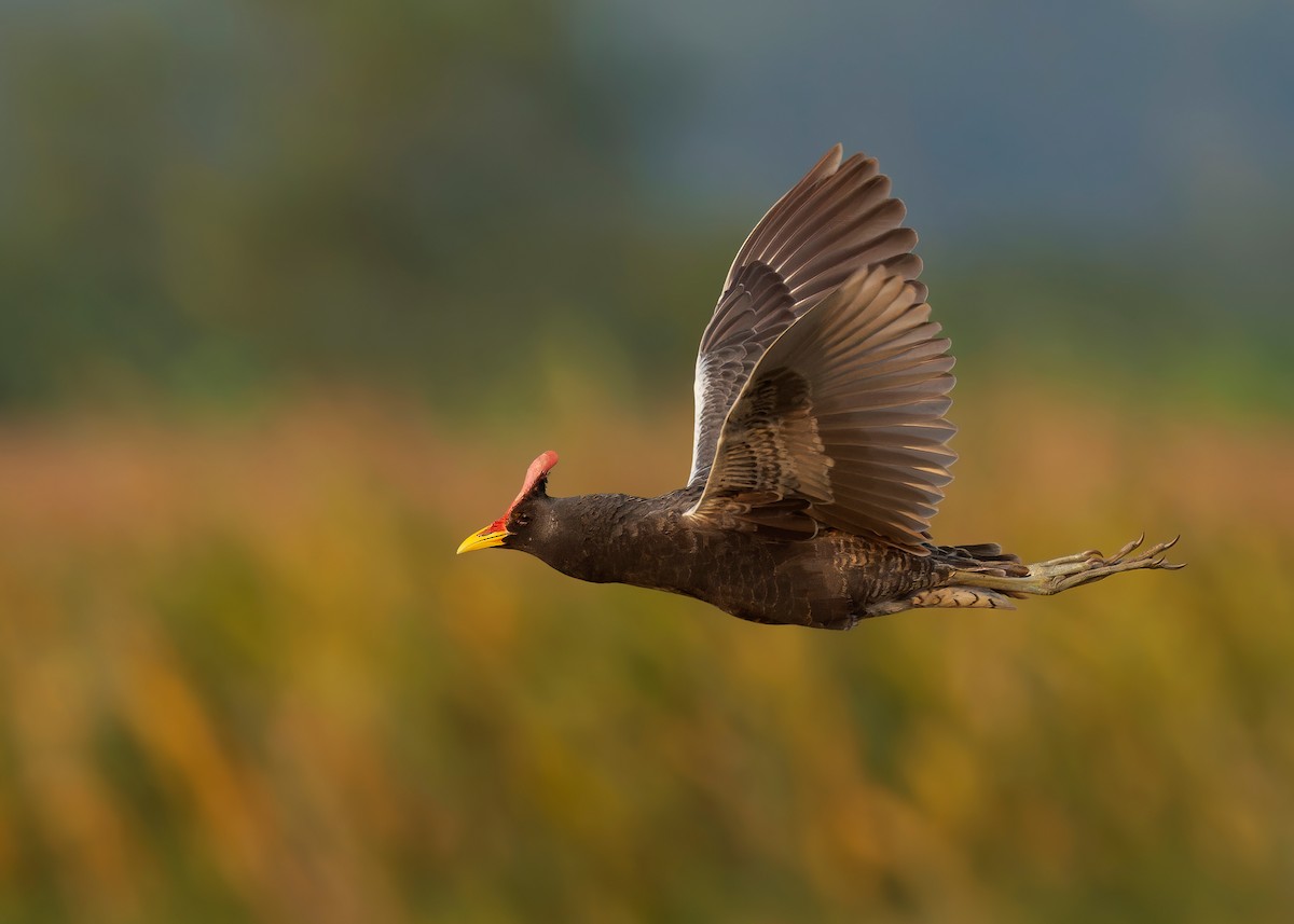 Watercock - Ayuwat Jearwattanakanok