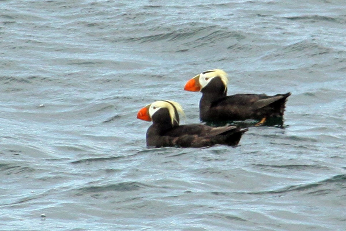Tufted Puffin - ML584680231