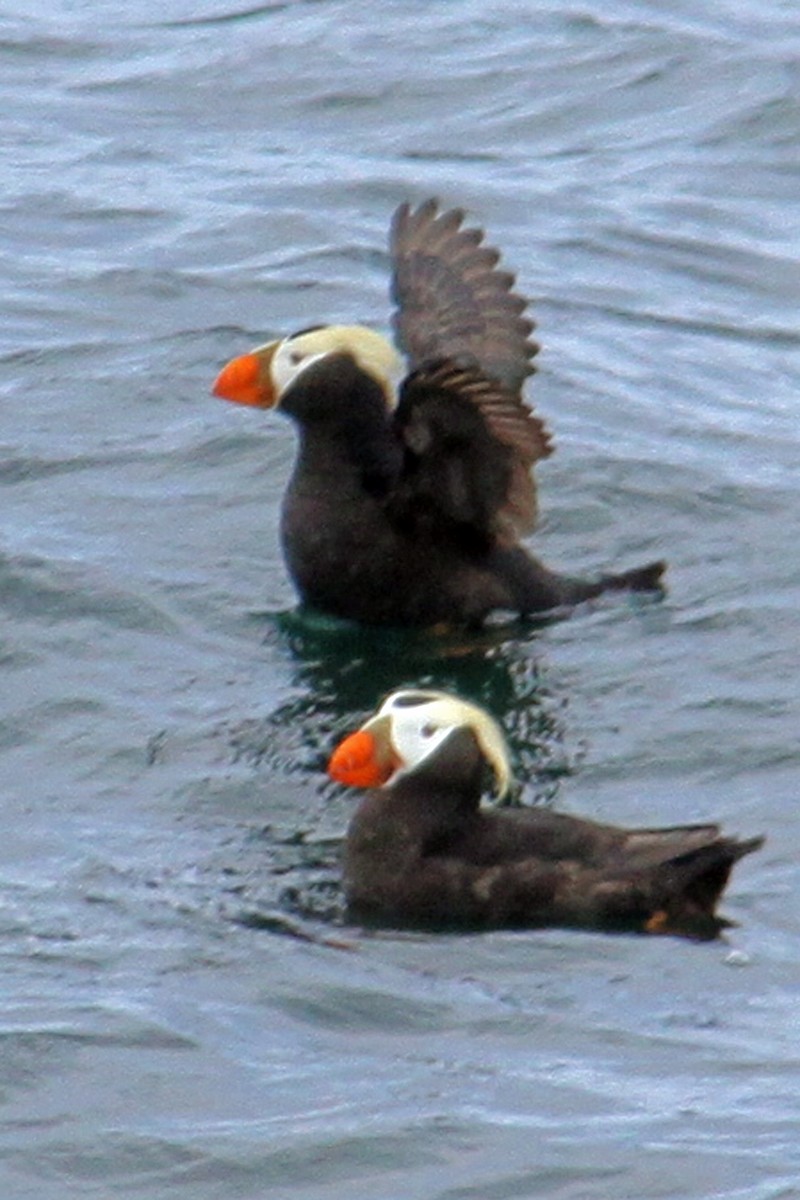 Tufted Puffin - ML584680241