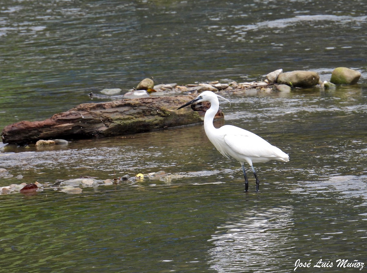 Little Egret - ML584680631