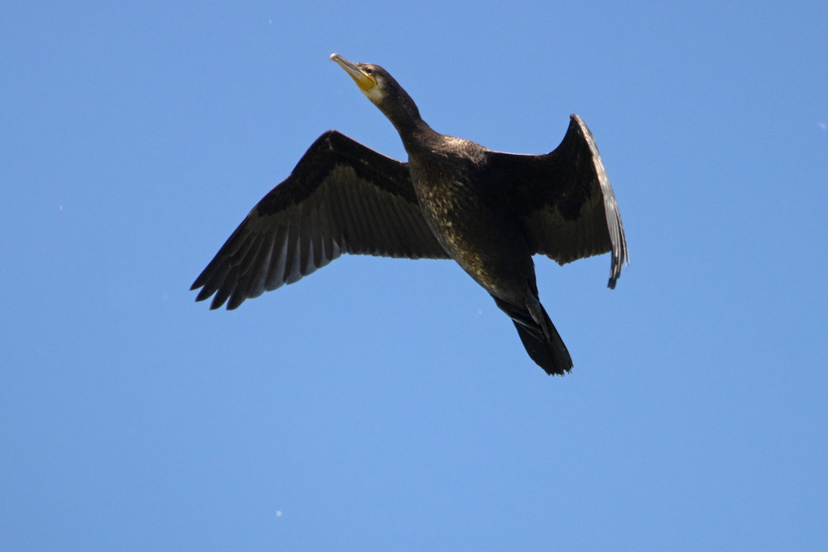 Great Cormorant - Letty Roedolf Groenenboom