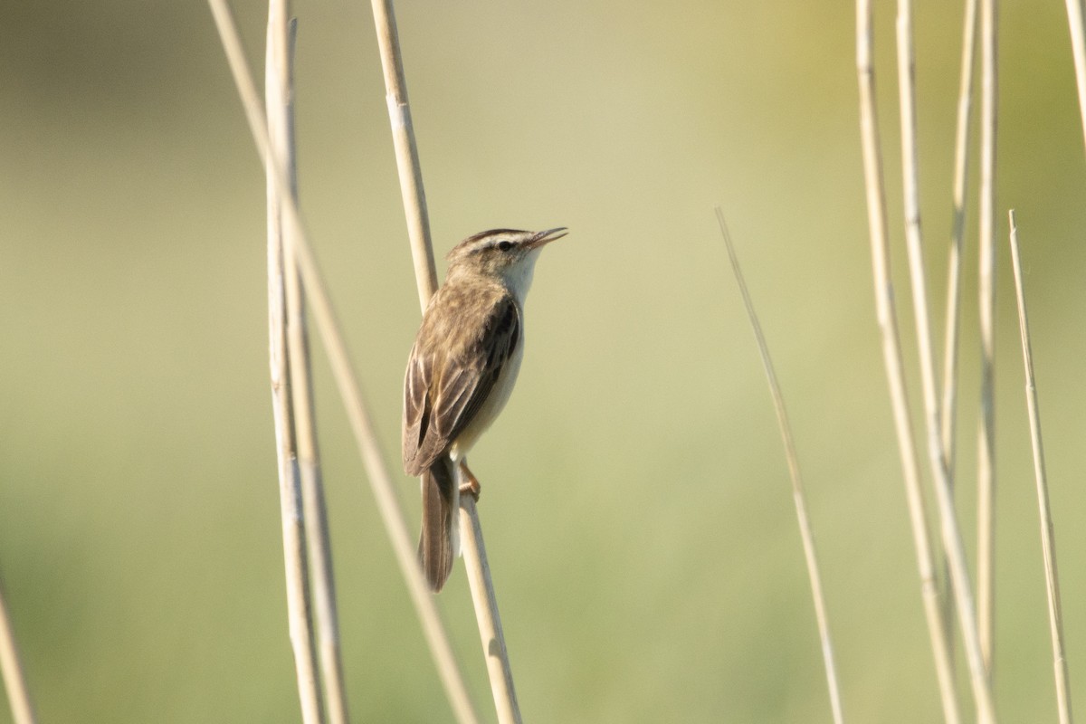 Benarriz arrunta - ML584682721