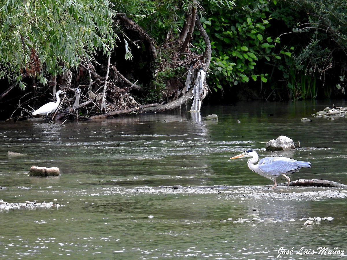 Gray Heron - ML584683291