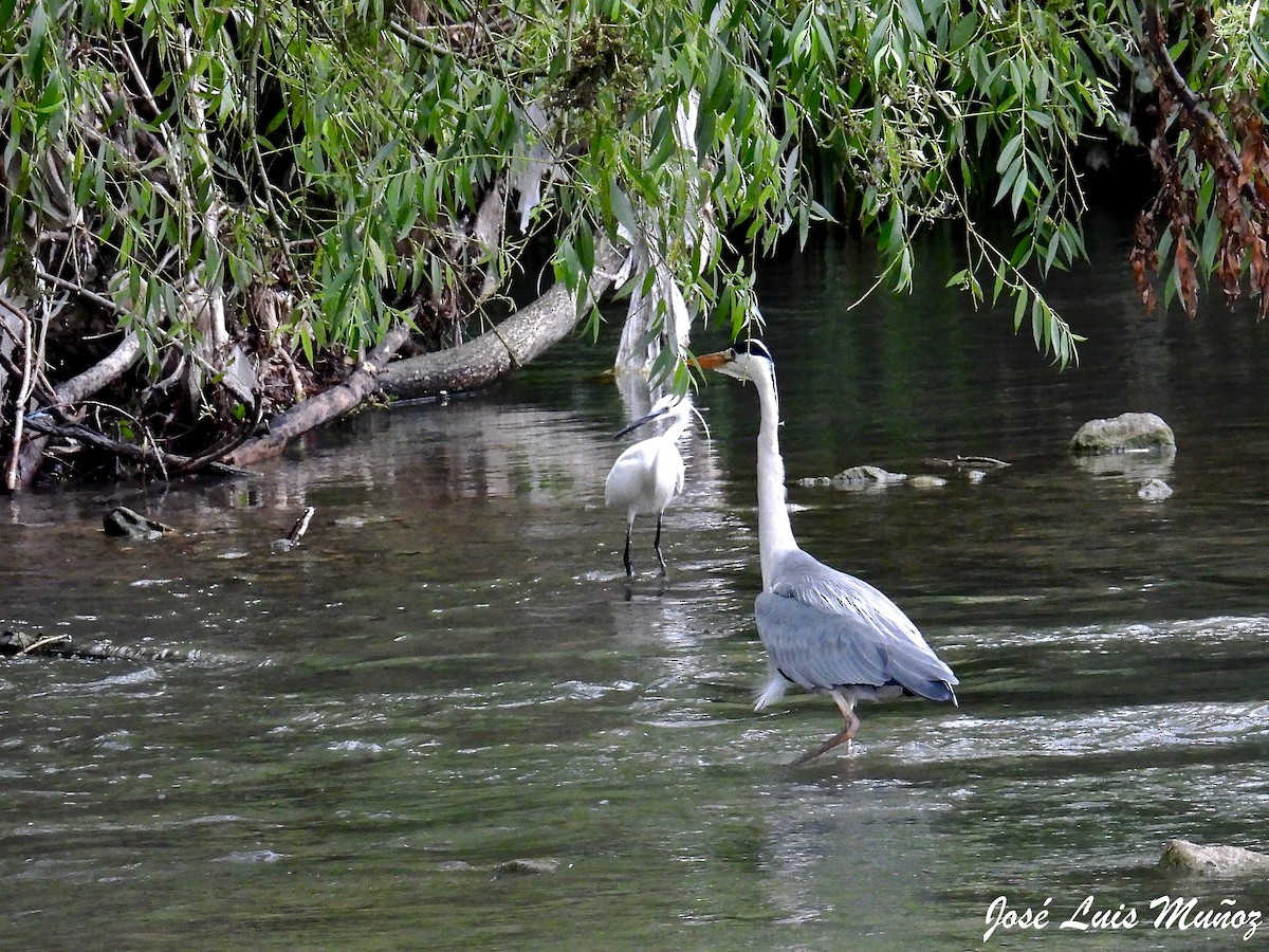 Gray Heron - ML584683311