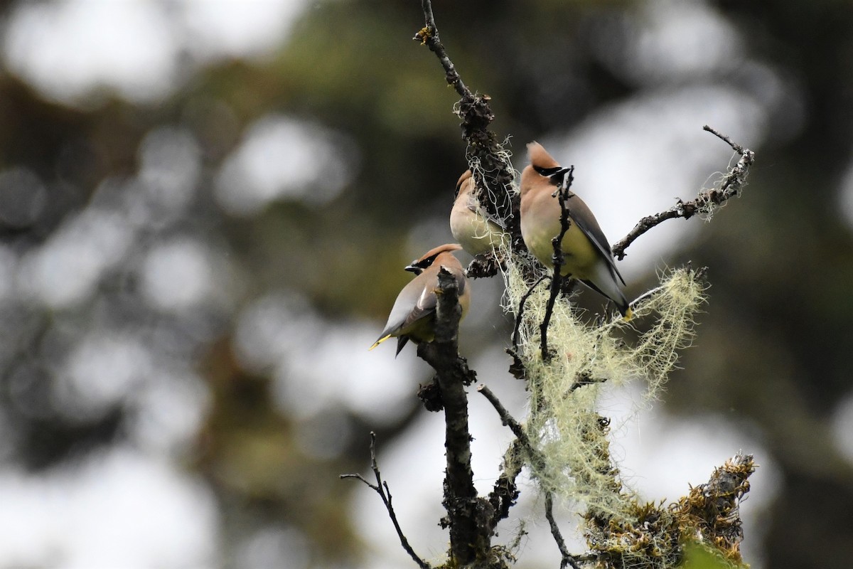 Cedar Waxwing - ML584684531