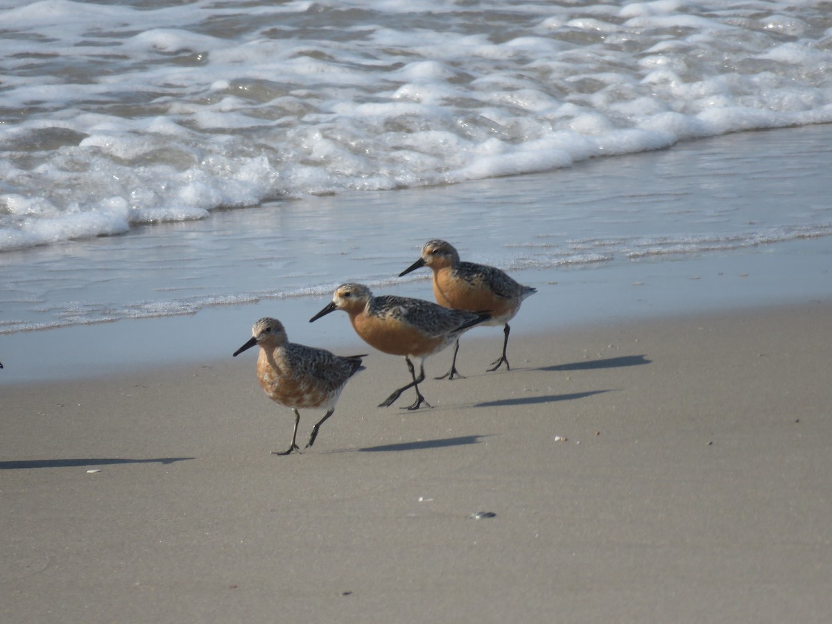 Red Knot - ML584684901