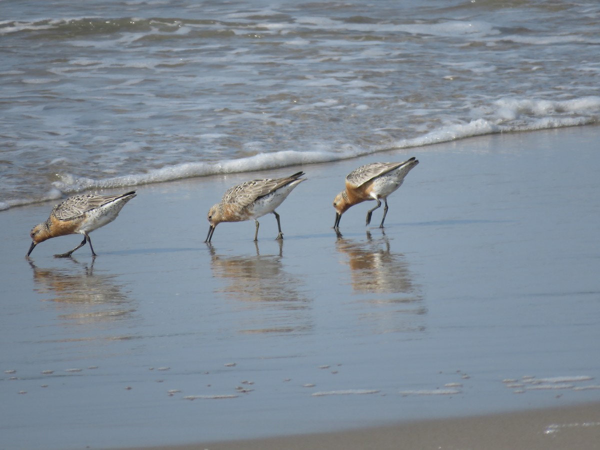 Red Knot - ML584684911