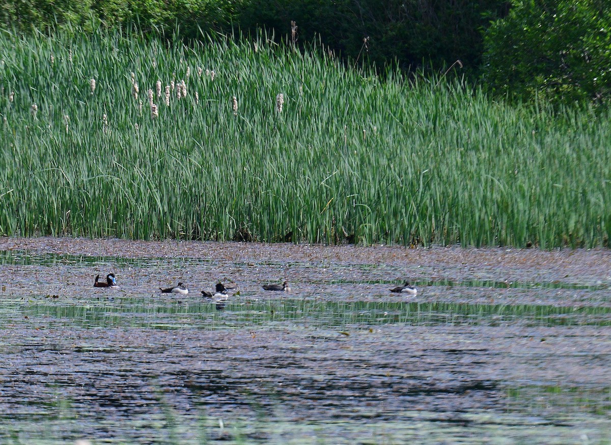 Ruddy Duck - ML584685421