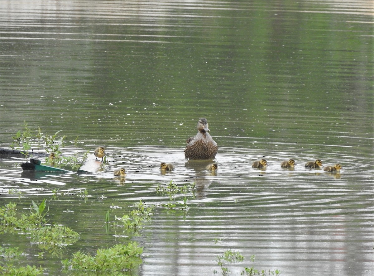 Canard colvert - ML584685491