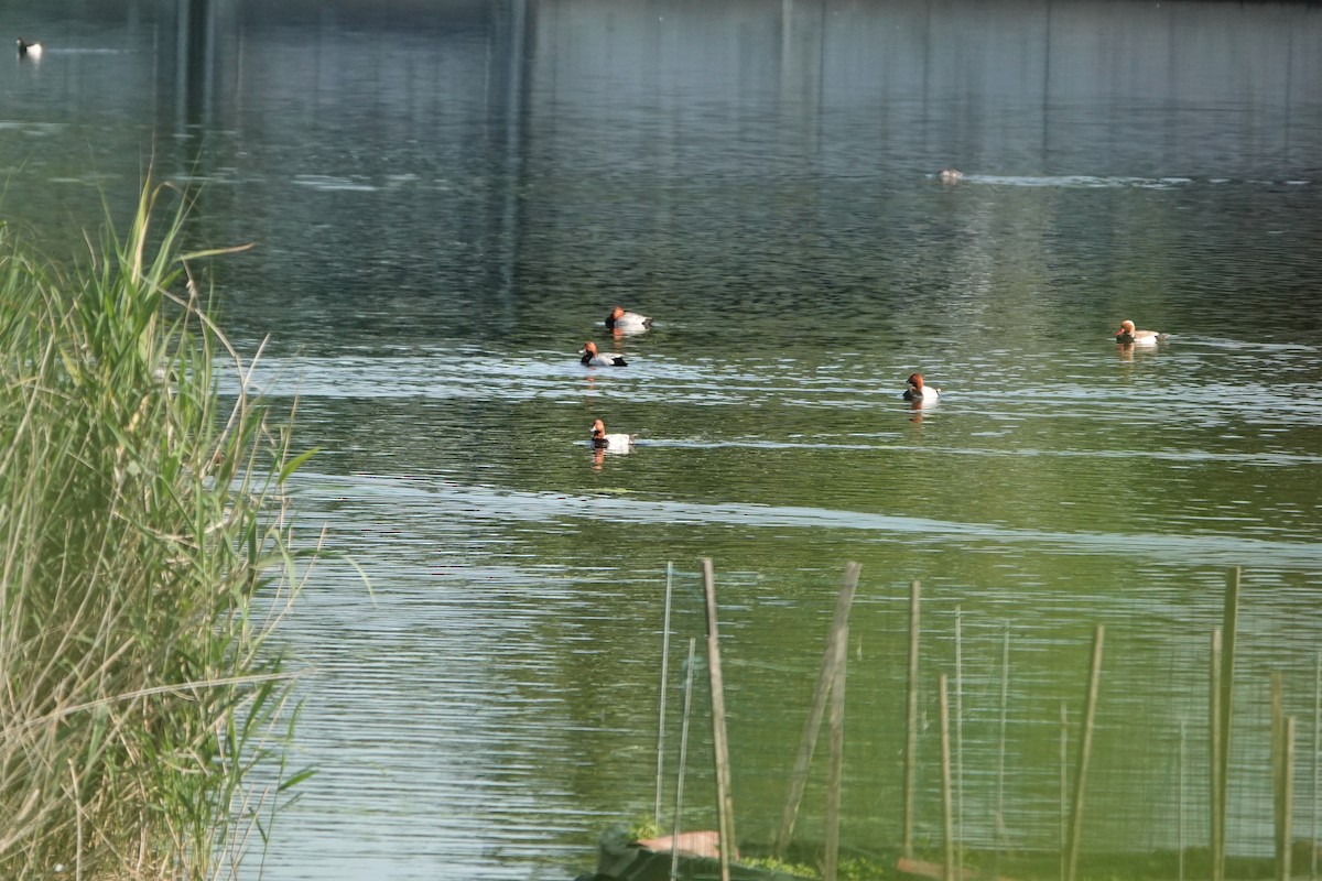 Common Pochard - ML584685911