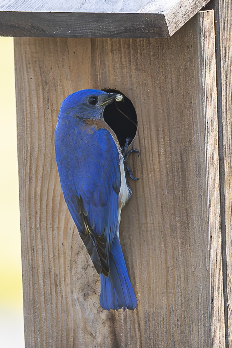 Eastern Bluebird - ML584687861