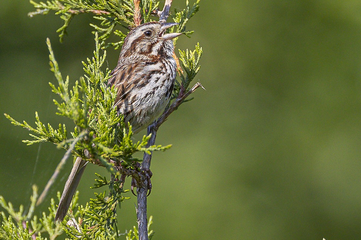 Song Sparrow - ML584687981