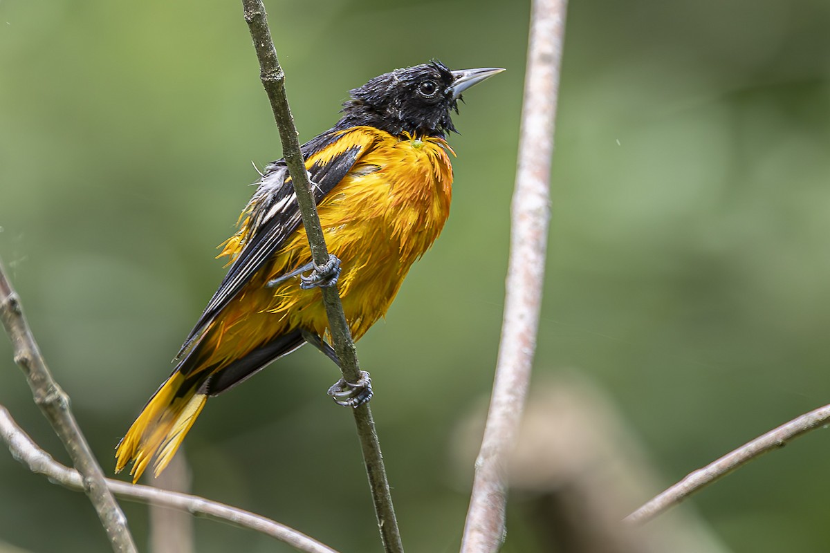 Oriole de Baltimore - ML584688091