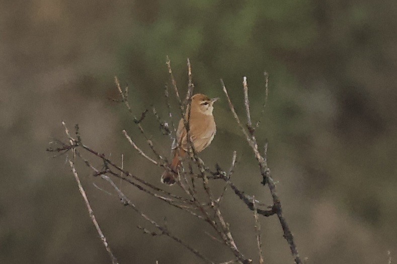 Rufous-tailed Scrub-Robin - ML584688251