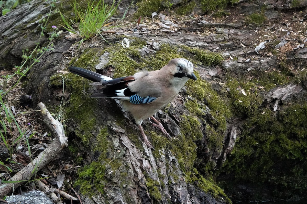 Eurasian Jay - Nicola Marchioli