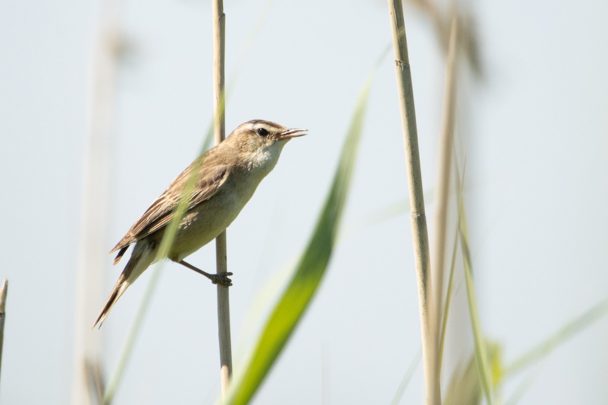 Benarriz arrunta - ML584690091