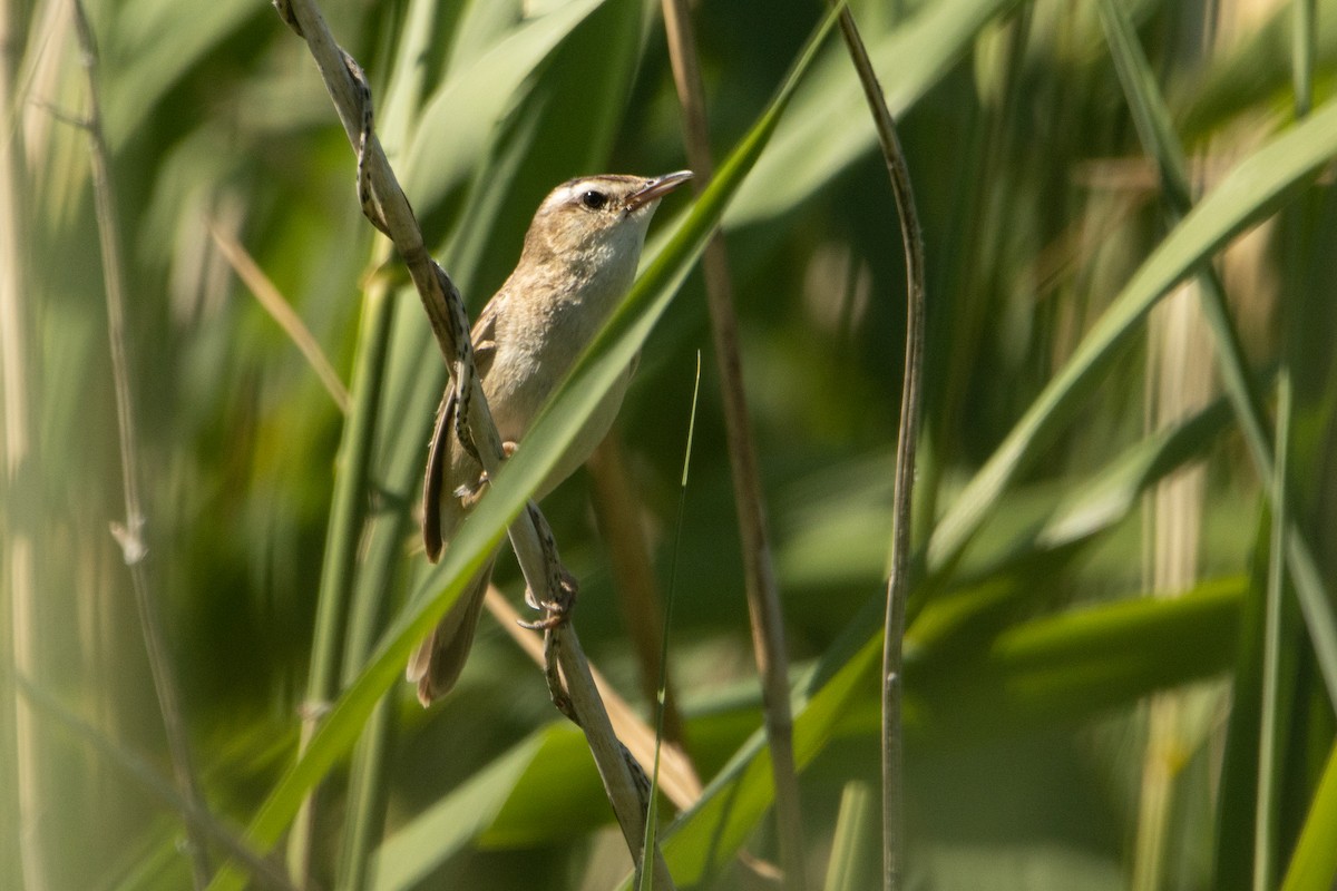 Benarriz arrunta - ML584690101