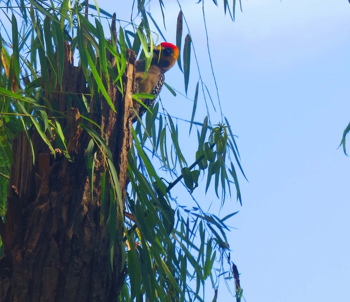 Golden-cheeked Woodpecker - Hector Bonilla Lomeli