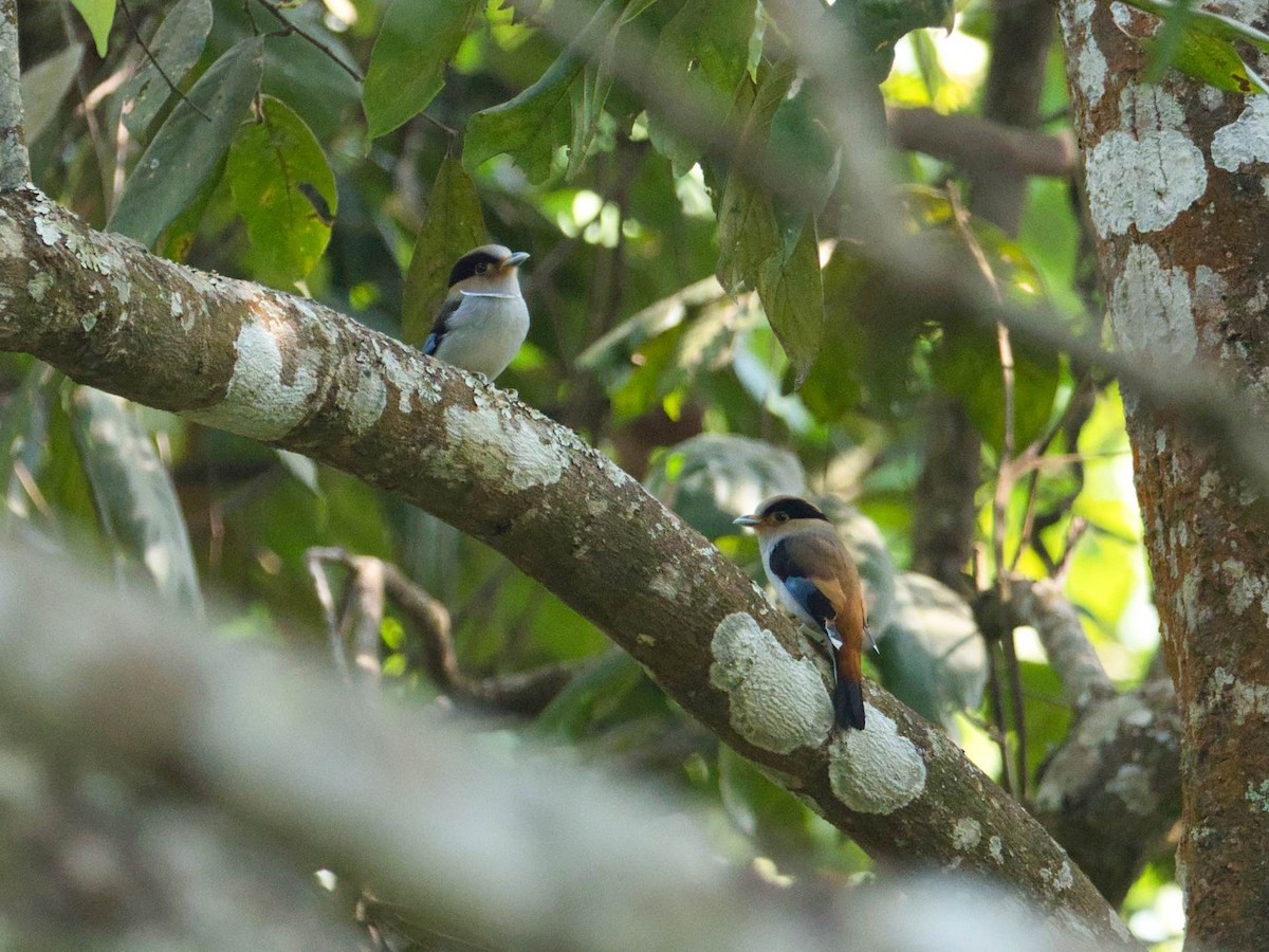 Silver-breasted Broadbill - ML584690871