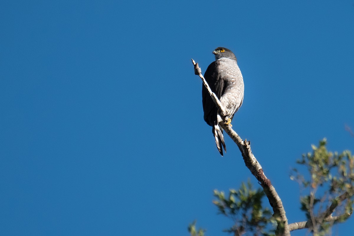 Chilean Hawk - ML584691051