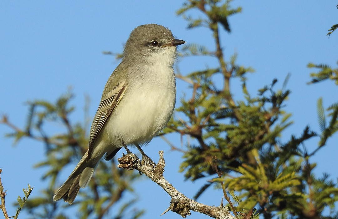 Suiriri Flycatcher - Aves-del-Taragüí/ SabinaDeLucca