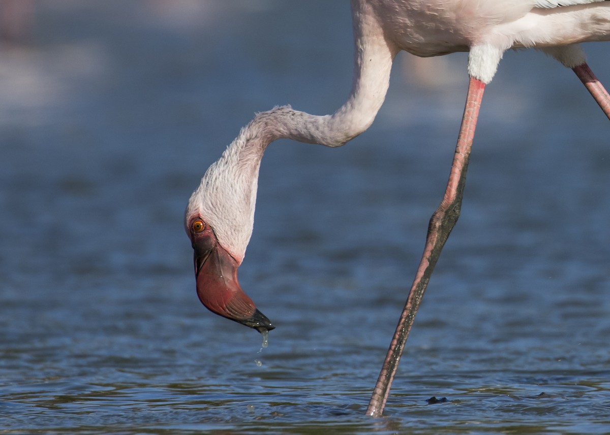 Lesser Flamingo - Moditha Kodikara Arachchi