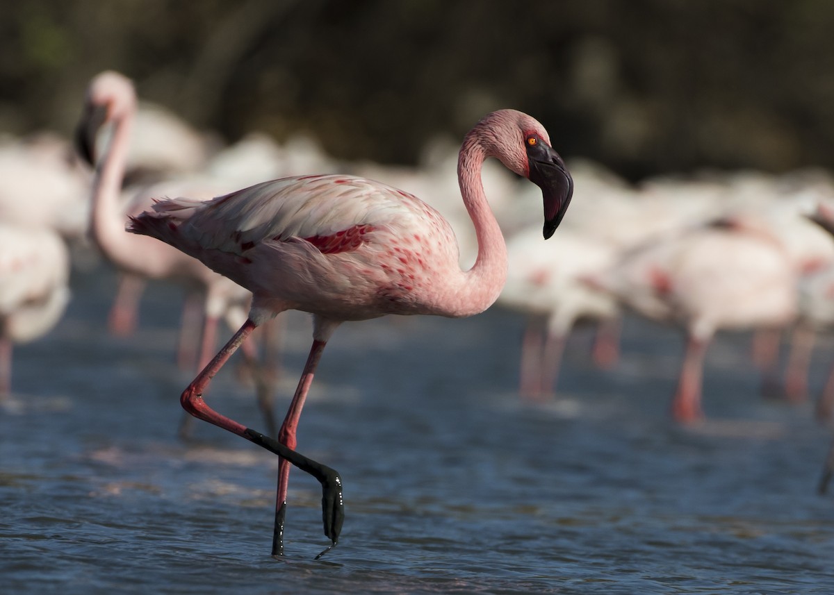 Lesser Flamingo - Moditha Kodikara Arachchi