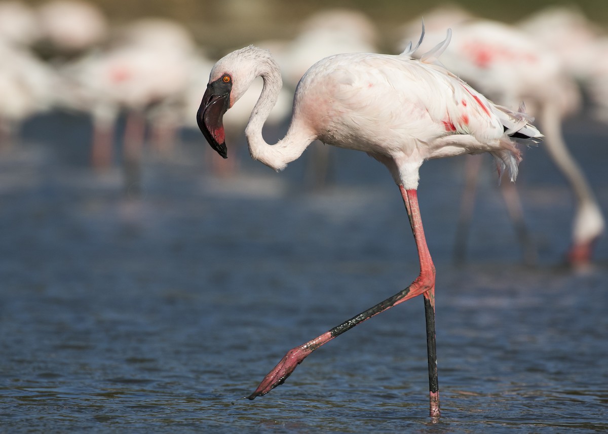 Lesser Flamingo - Moditha Kodikara Arachchi