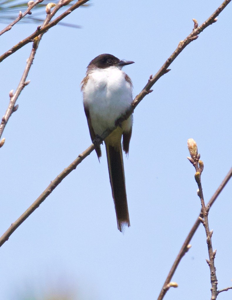 Fork-tailed Flycatcher - Ed Harper