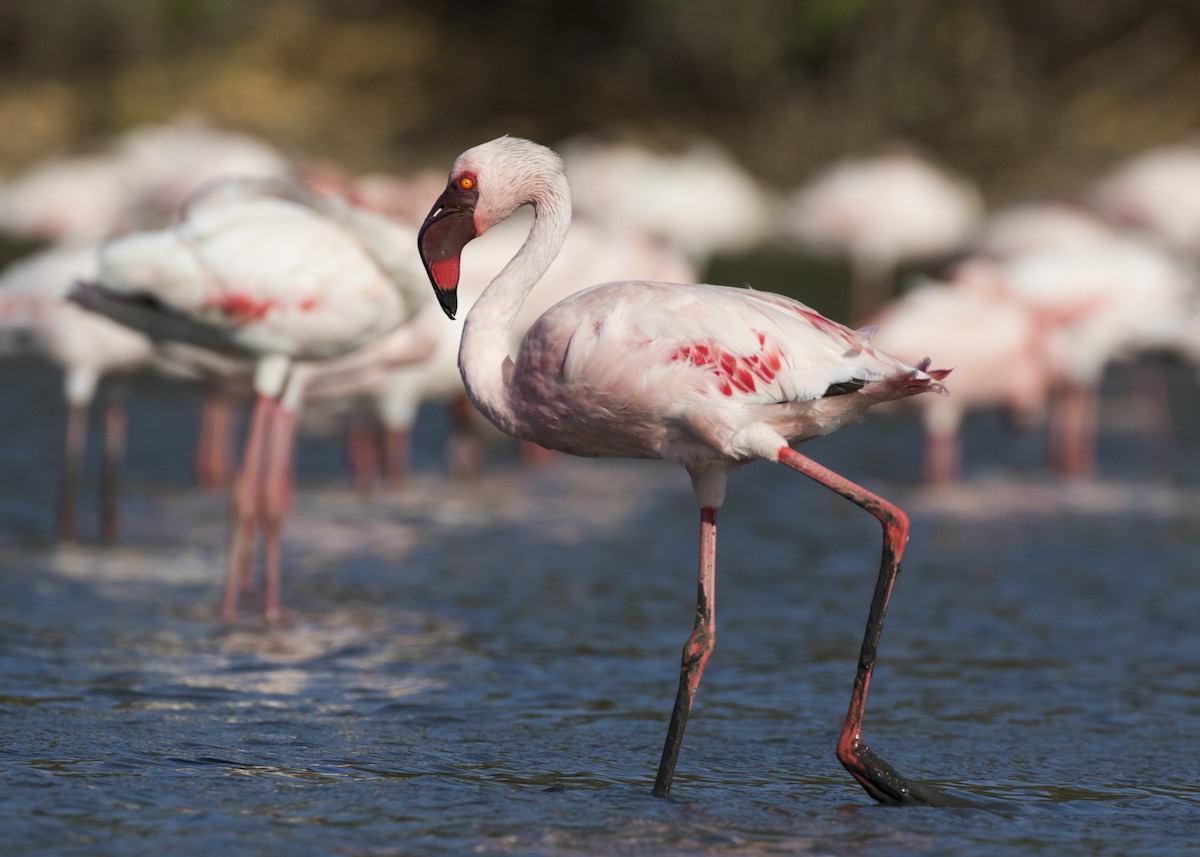 Lesser Flamingo - Moditha Kodikara Arachchi