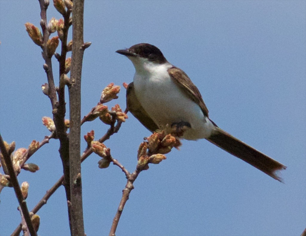 Fork-tailed Flycatcher - ML58469201