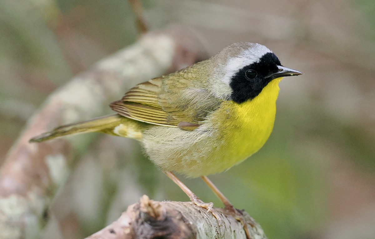 Common Yellowthroat - Ken Winkler