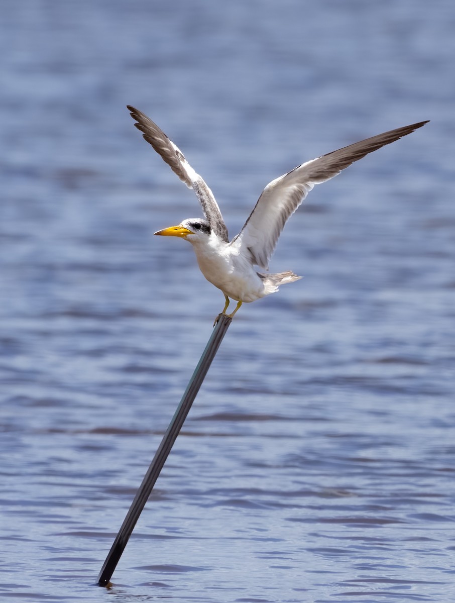 Large-billed Tern - ML584692681