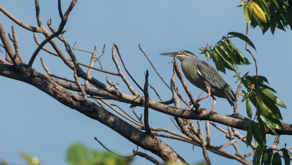 Striated Heron - ML58469531