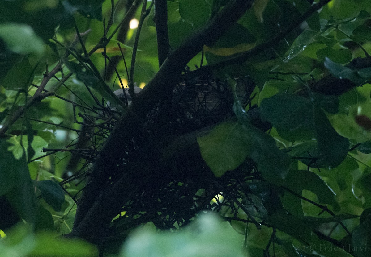 White-eared Brown-Dove - ML58469651