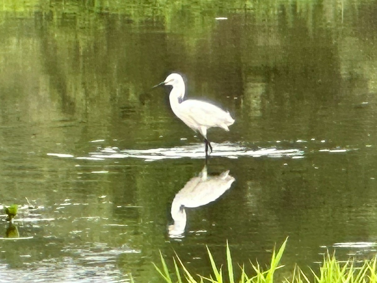 Snowy Egret - ML584697931