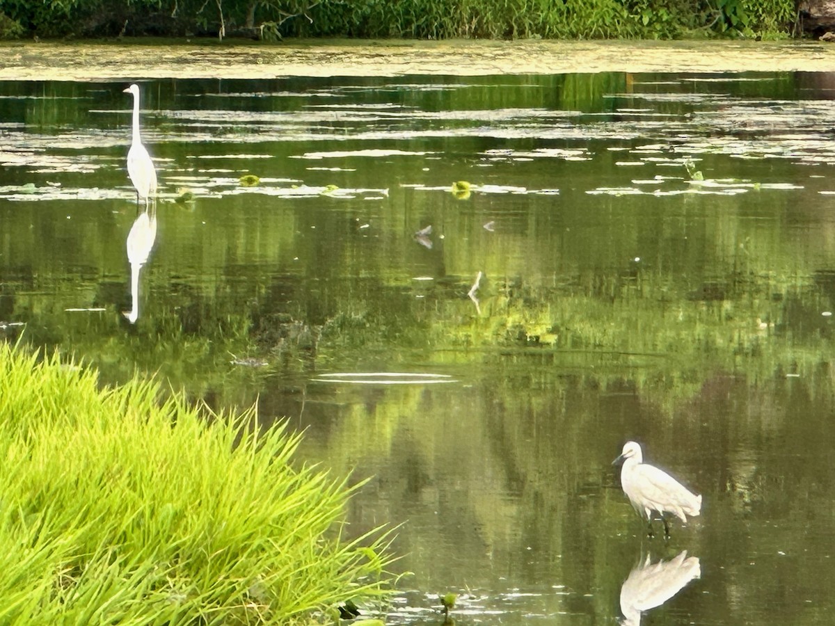 Snowy Egret - ML584697941